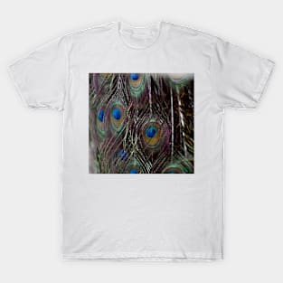 Peacock Feather T-Shirt